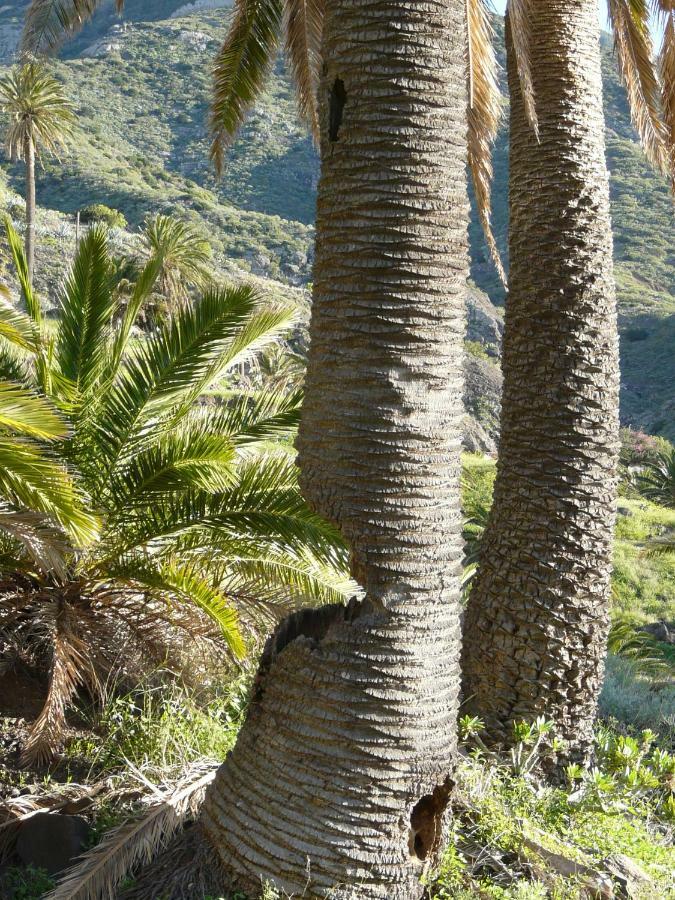 El Pirguan Holiday House, Your Oasis In La Gomera Vallehermoso Eksteriør billede