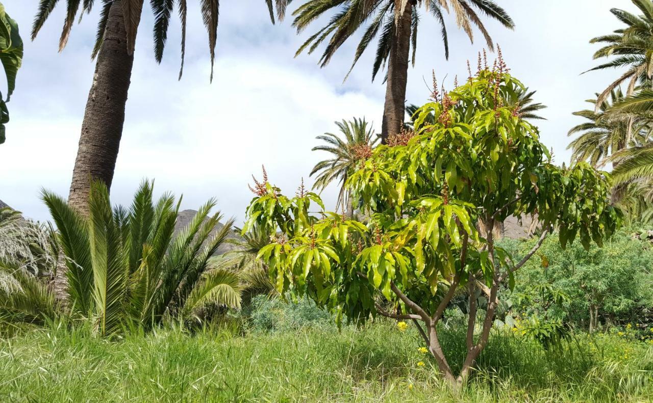 El Pirguan Holiday House, Your Oasis In La Gomera Vallehermoso Eksteriør billede